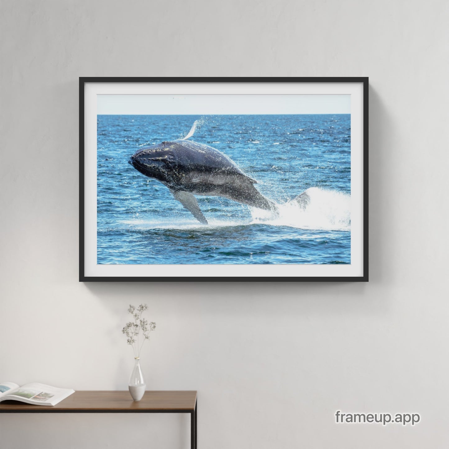 Humpback Calf Breach 1