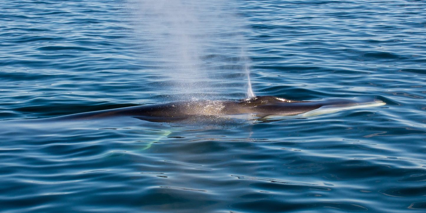 Fin Whale 1