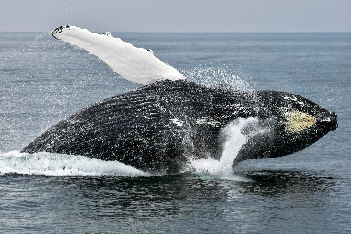 Humpback Whale Breach 5