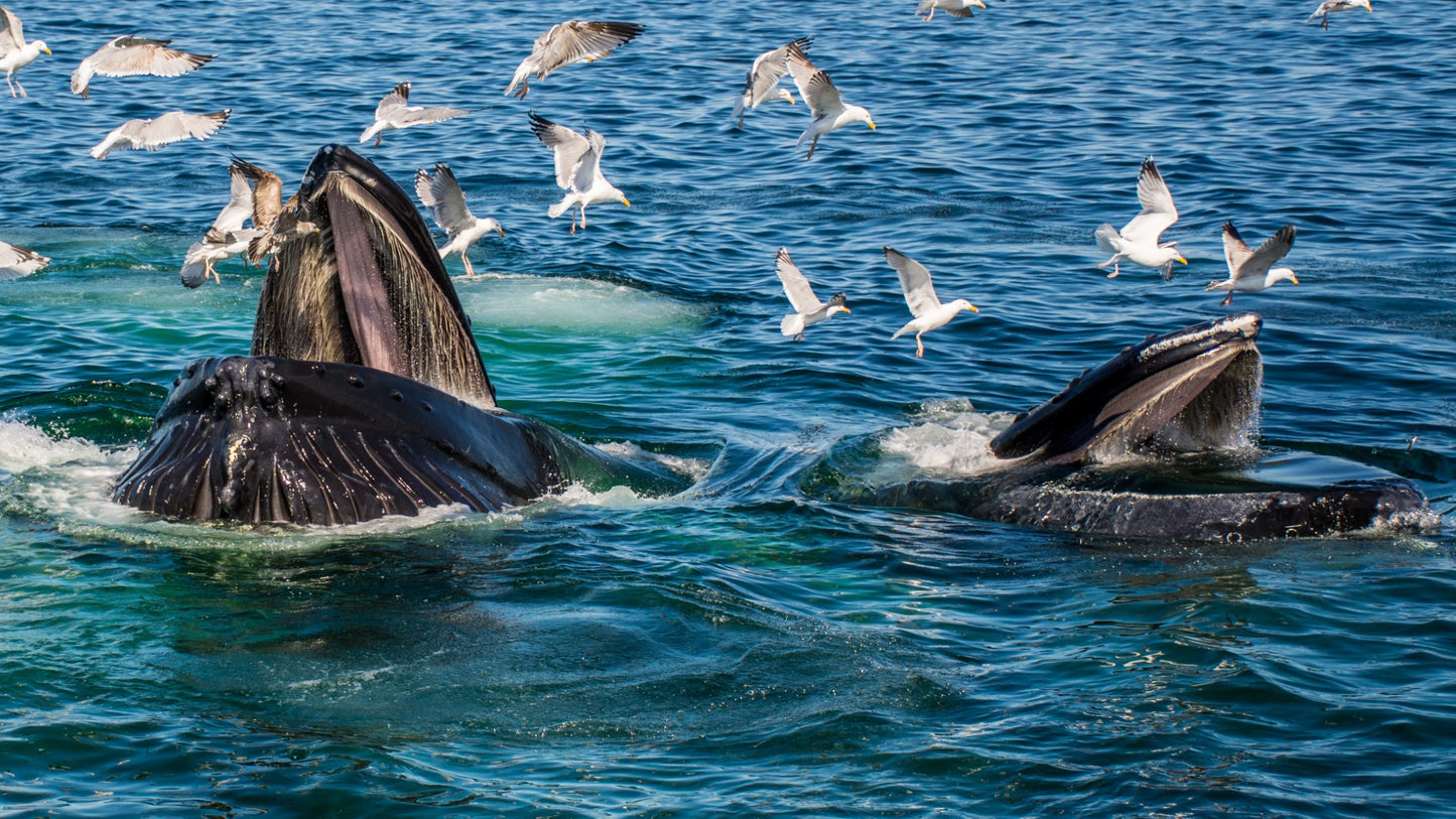 Humpback Feeding 4
