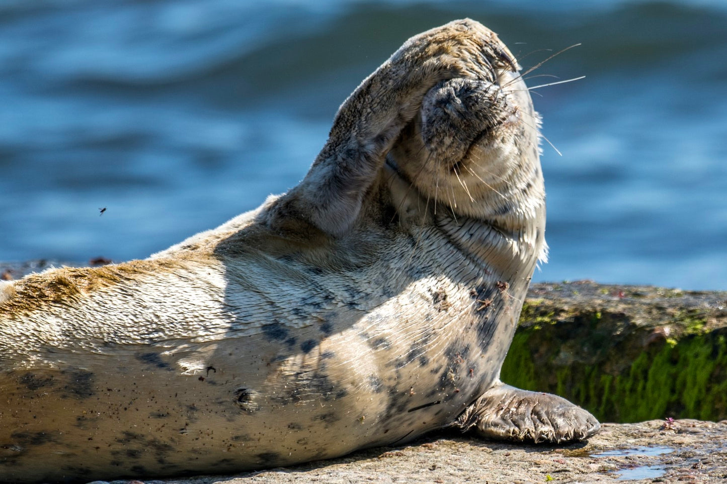 Grey Seal Pup 20
