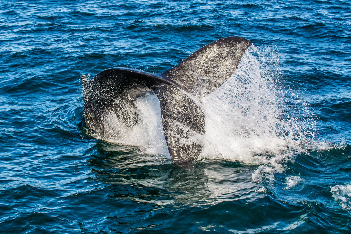 Humpback Tail 2