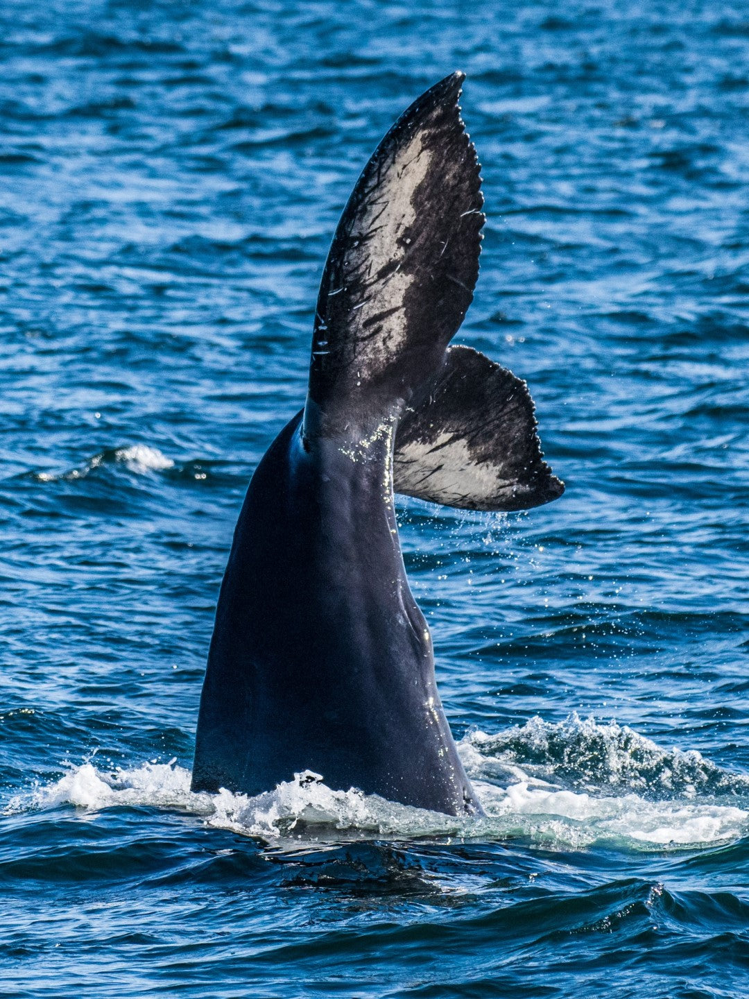 Humpback Tail 4