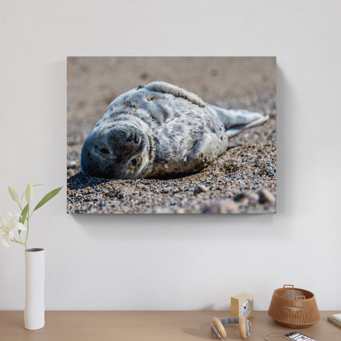 Grey Seal Pup 1