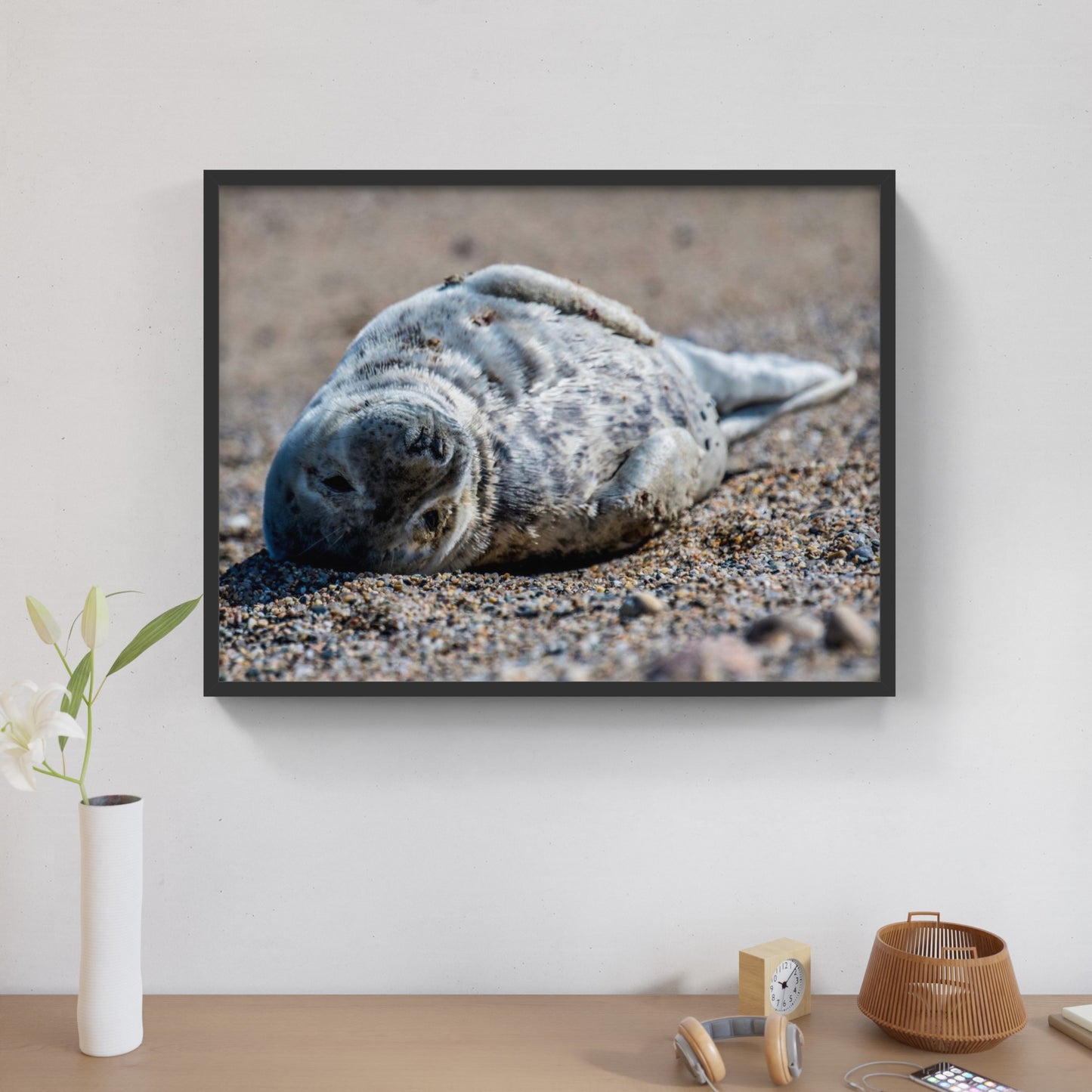Grey Seal Pup 1