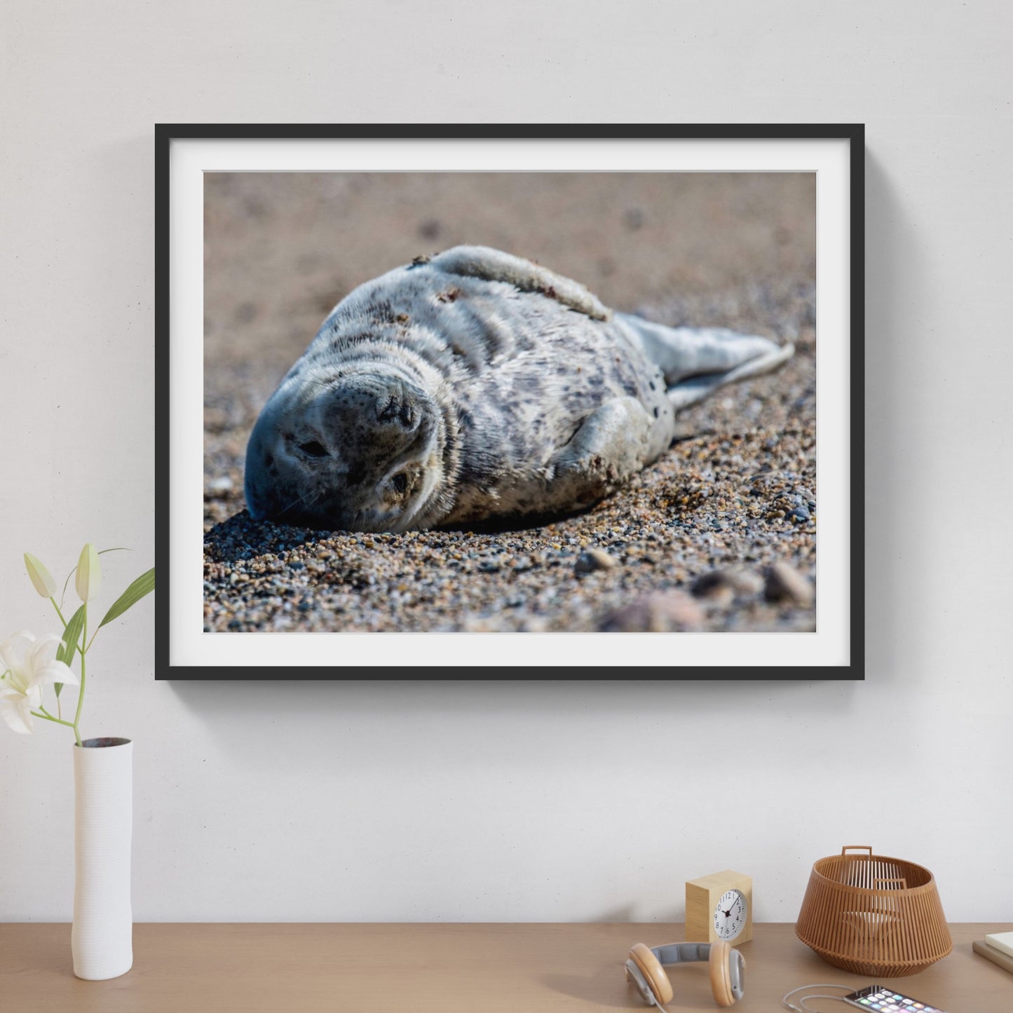 Grey Seal Pup 1