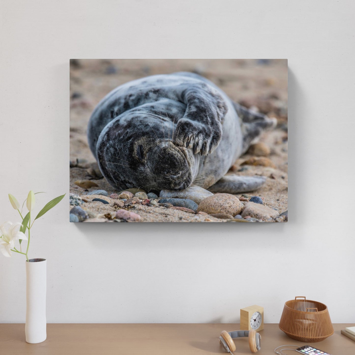 Grey Seal Pup 2