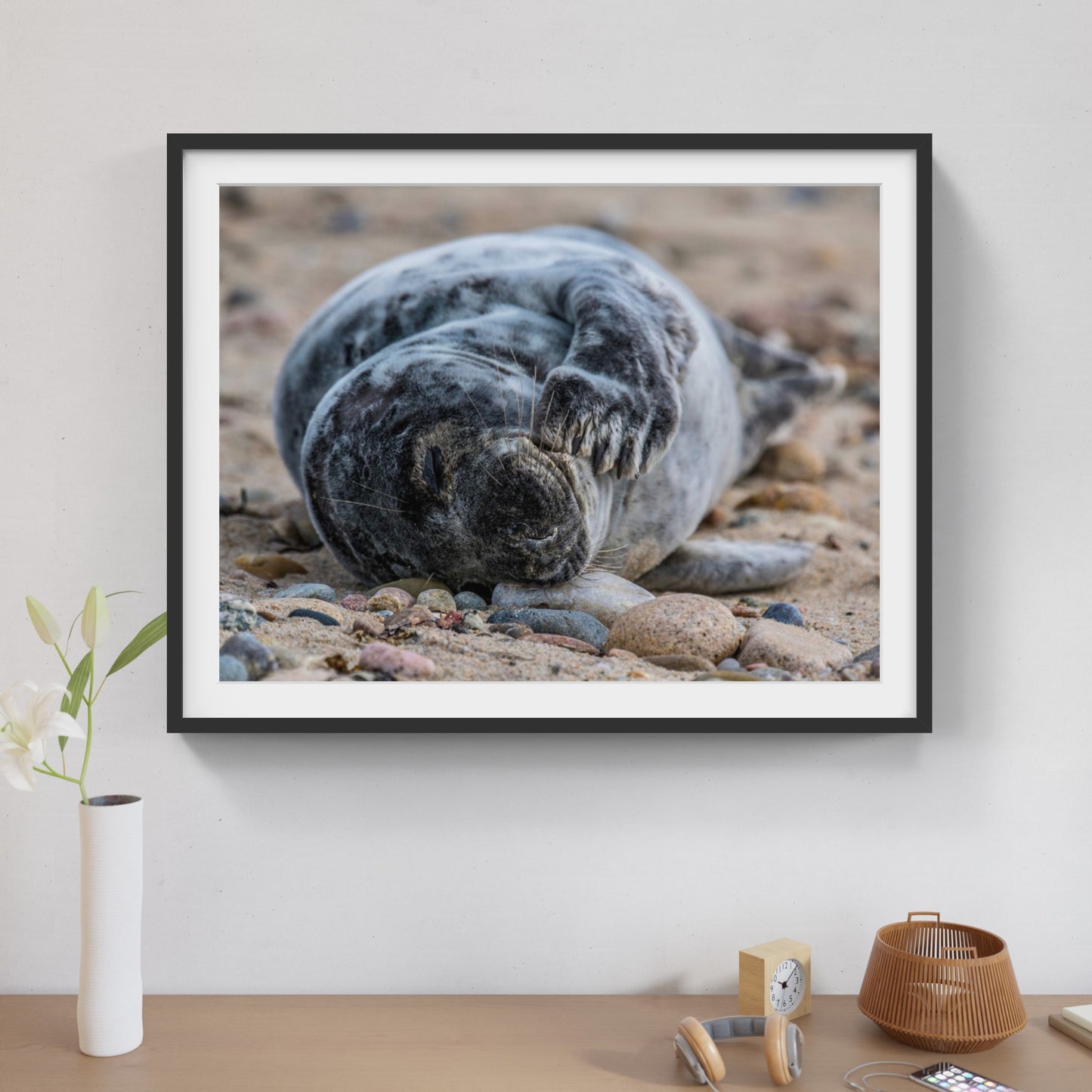 Grey Seal Pup 2