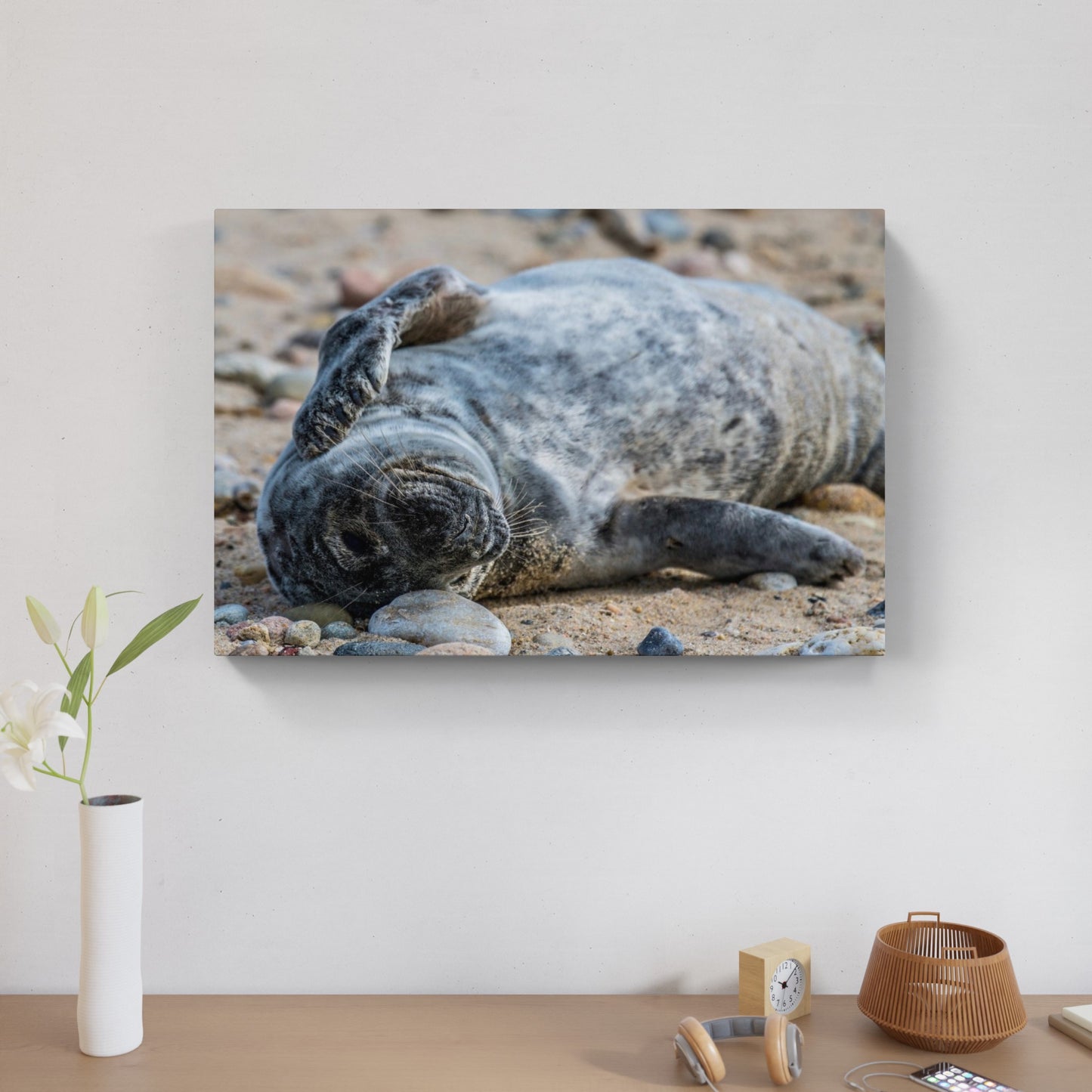 Grey Seal Pup 4