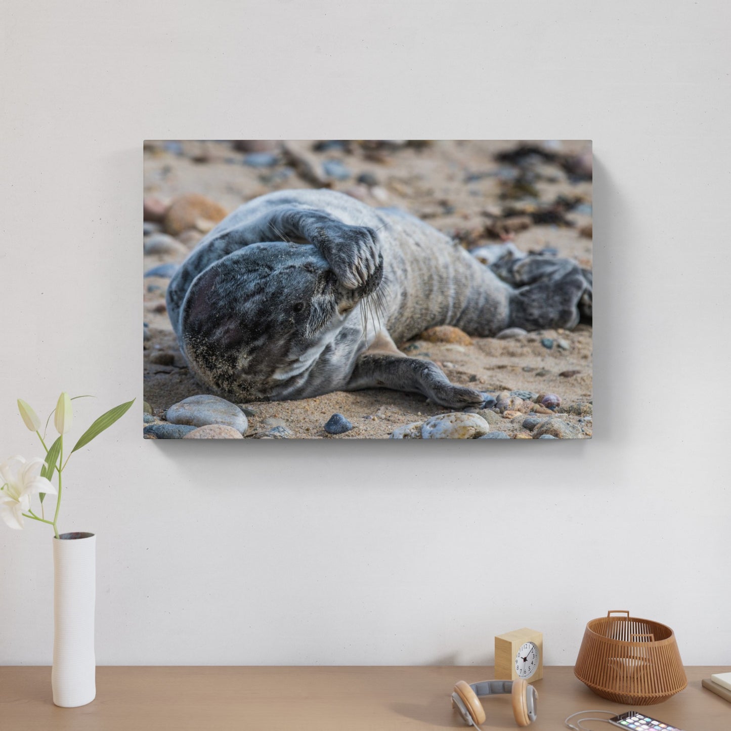 Grey Seal Pup 5