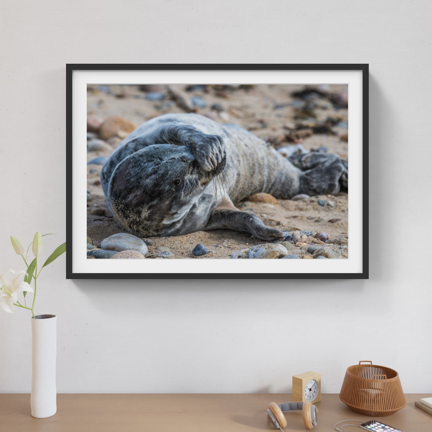 Grey Seal Pup 5