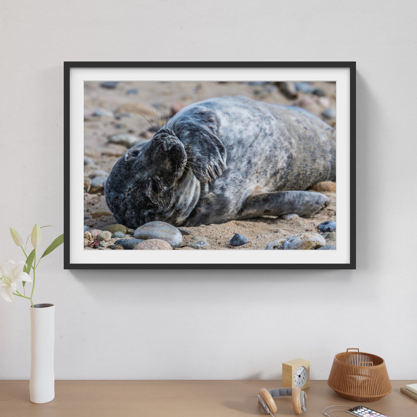 Grey Seal Pup 8
