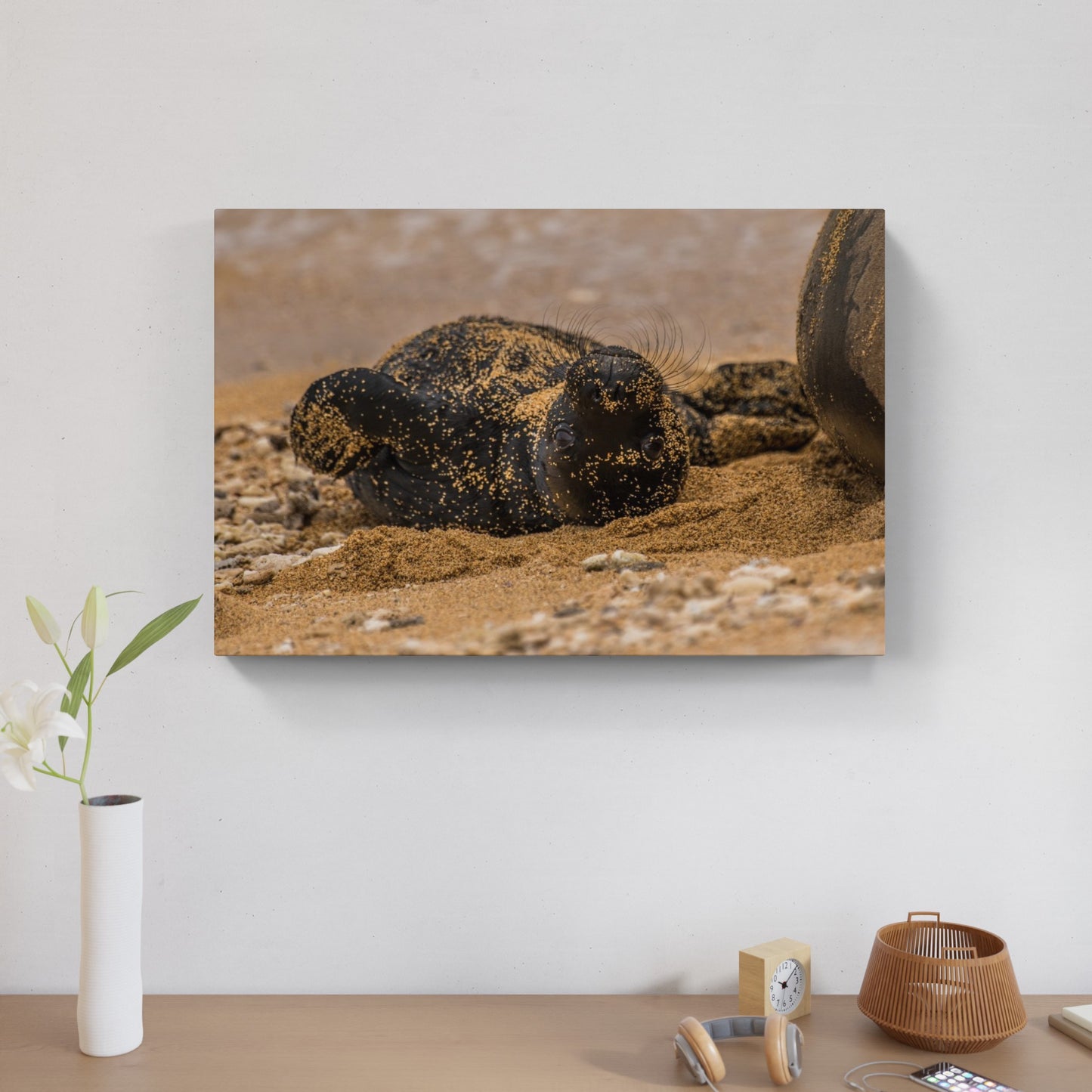 Monk Seal Pup 4