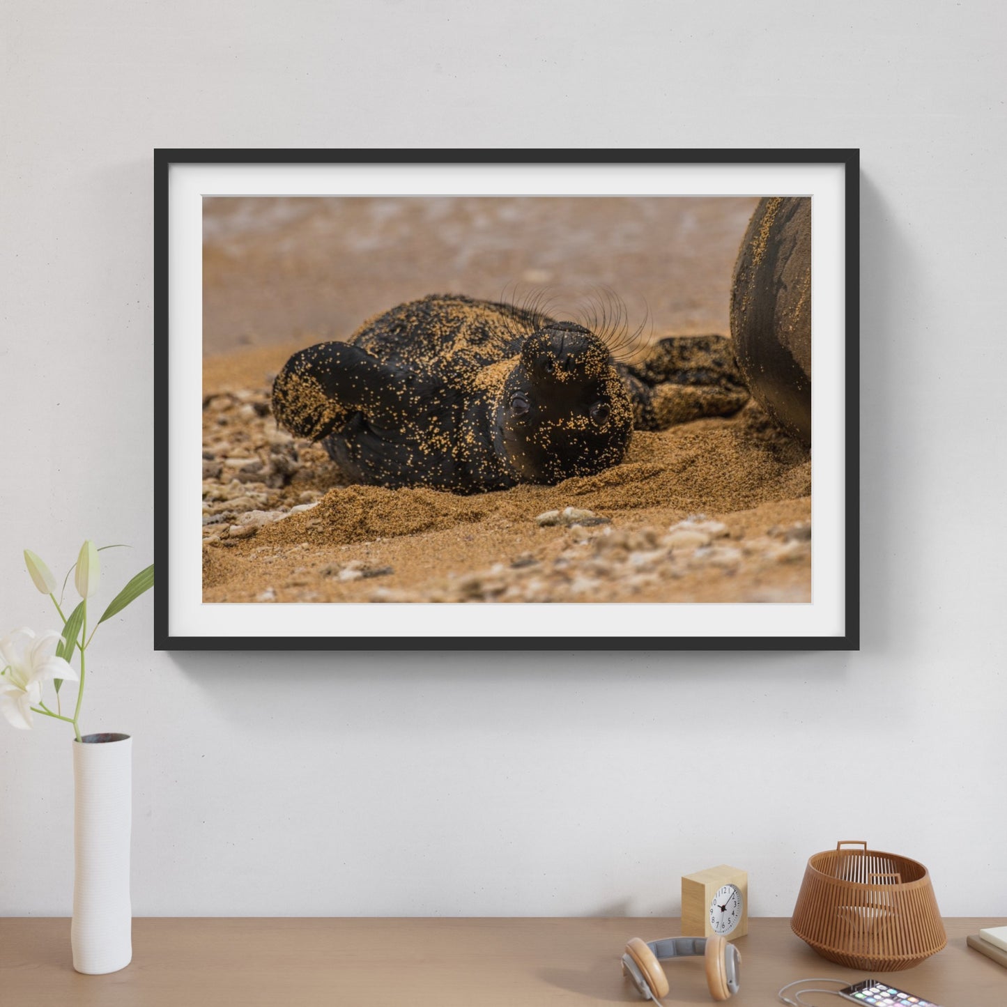Monk Seal Pup 4