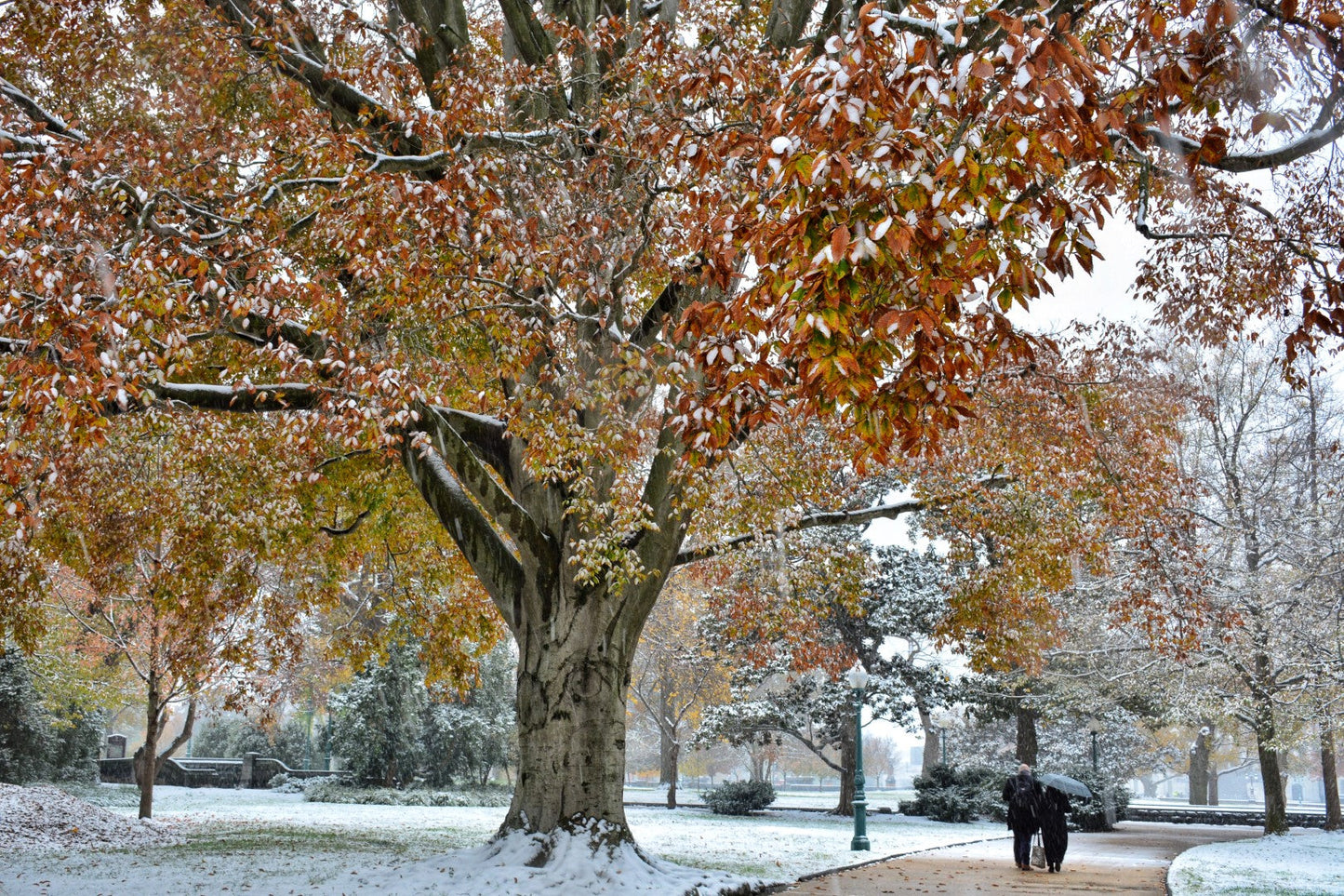 DC Fall Snowstorm 3