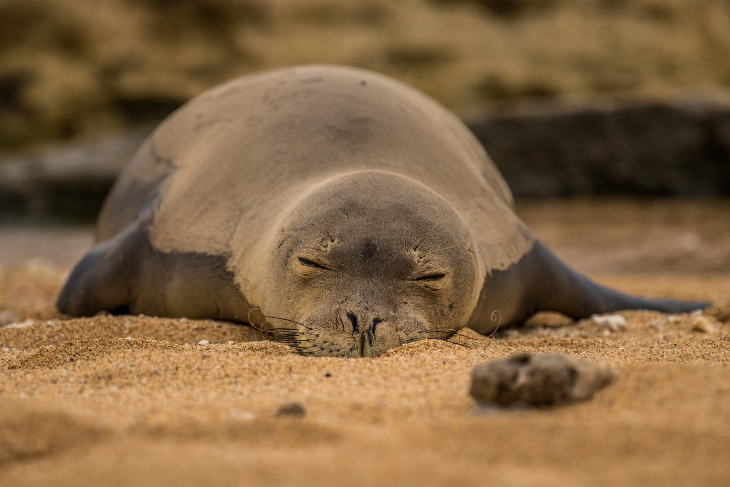 Monk Seal 1