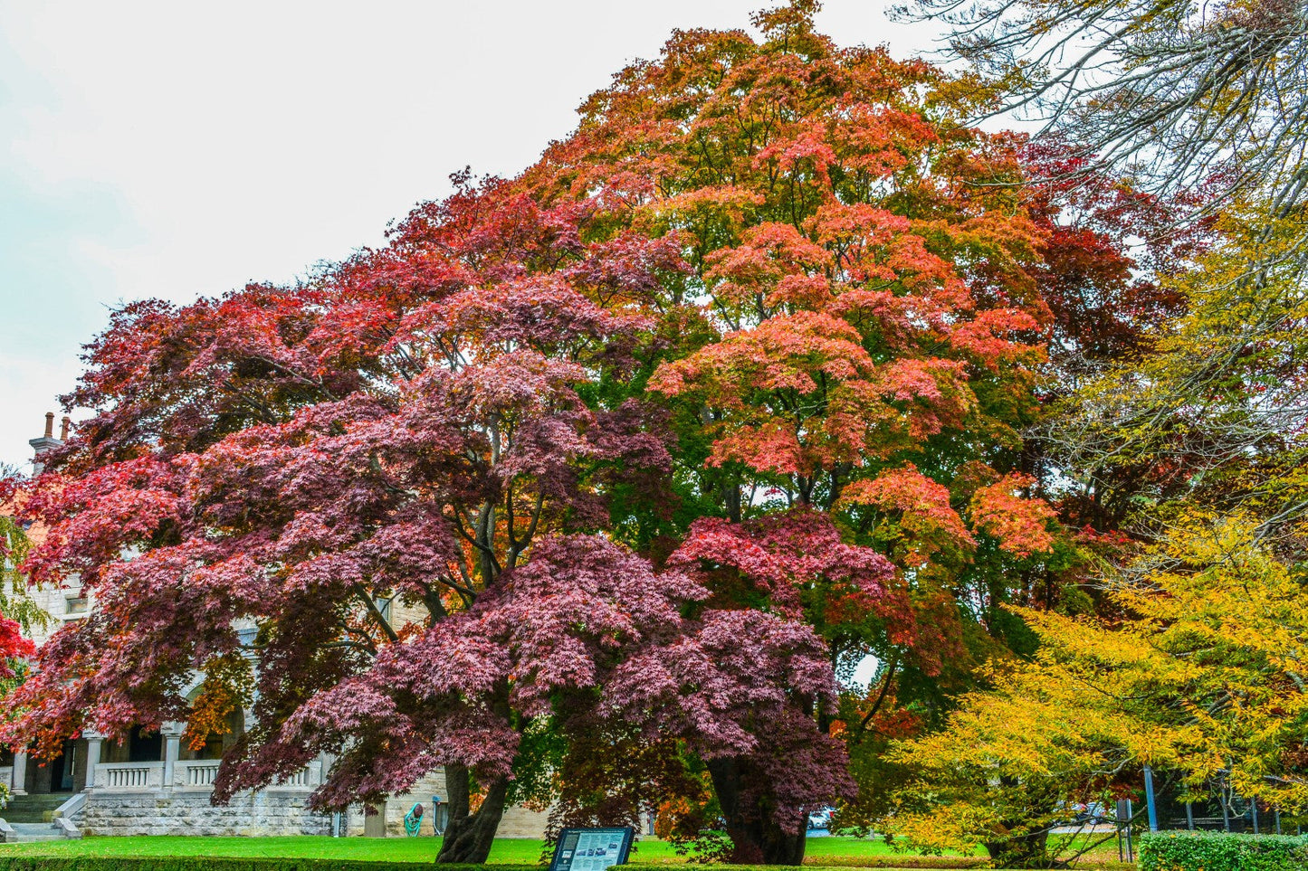 Newport Fall 1