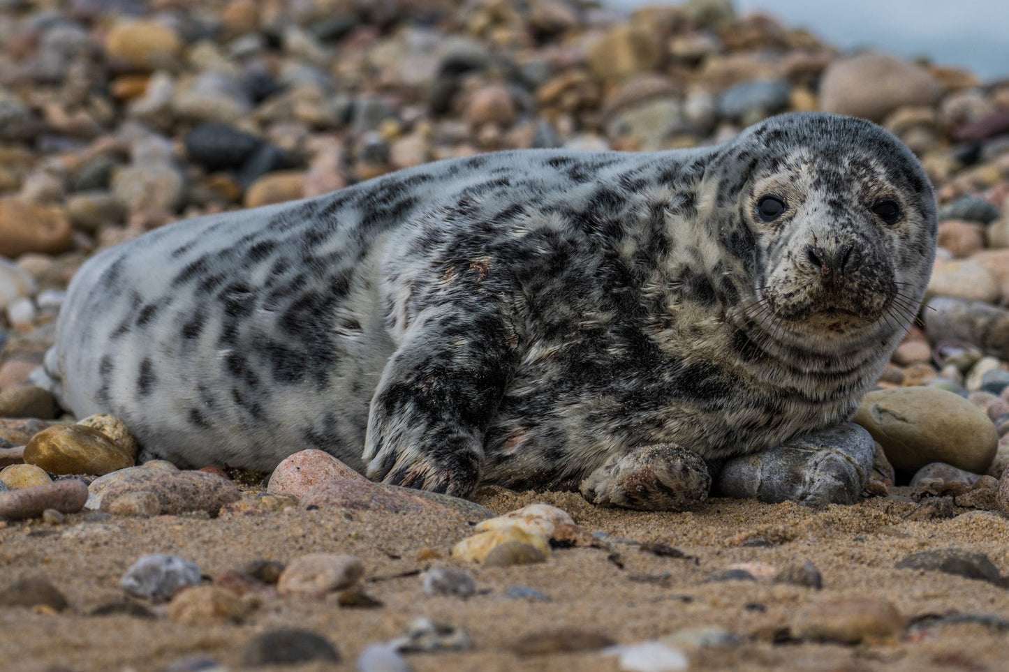Seal 4