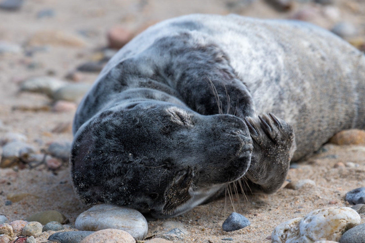 Grey Seal Pup 10