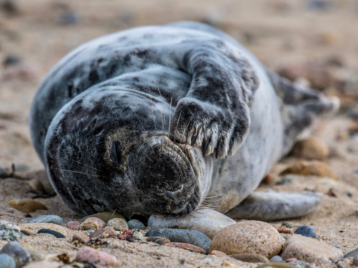 Grey Seal Pup 2