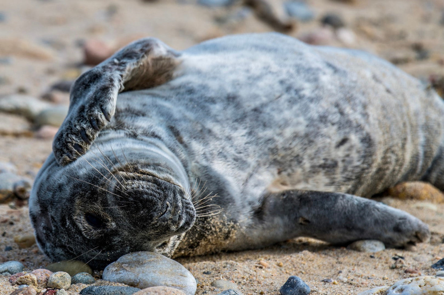 Grey Seal Pup 4