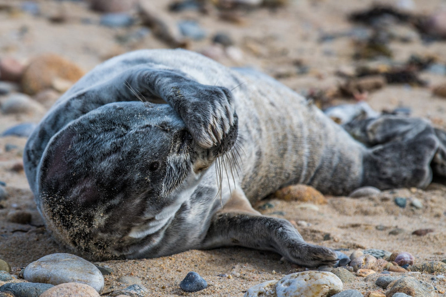 Grey Seal Pup 5