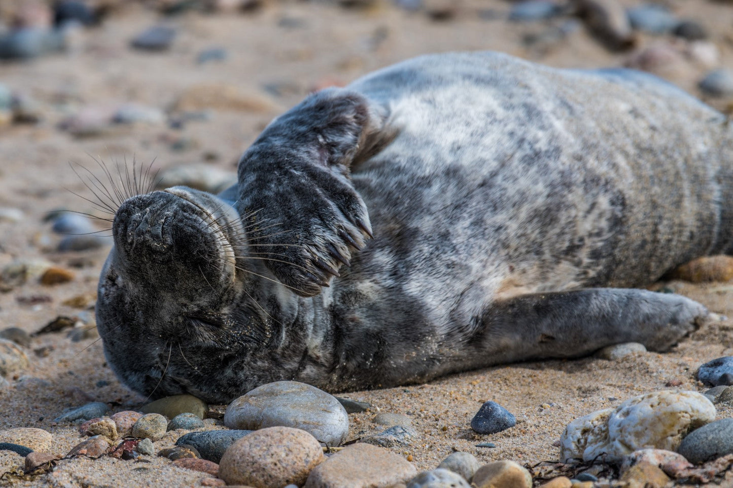 Grey Seal Pup 7