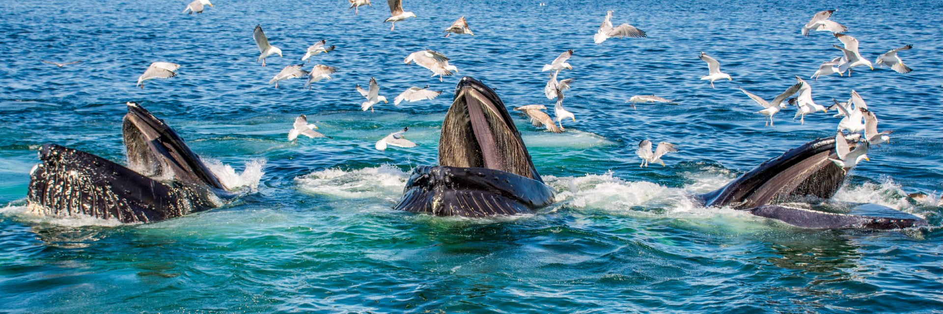 bubble net fishing whales Humpback Whales Bubble Feeding