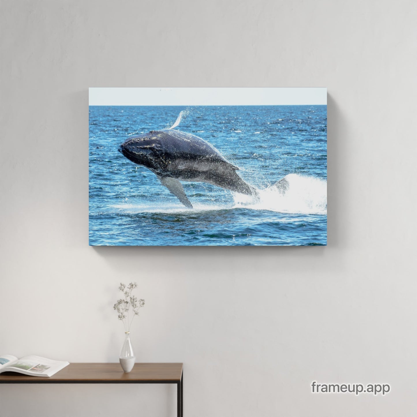 Humpback Calf Breach 1