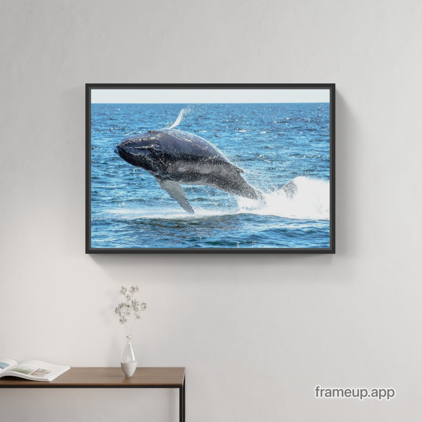 Humpback Calf Breach 1