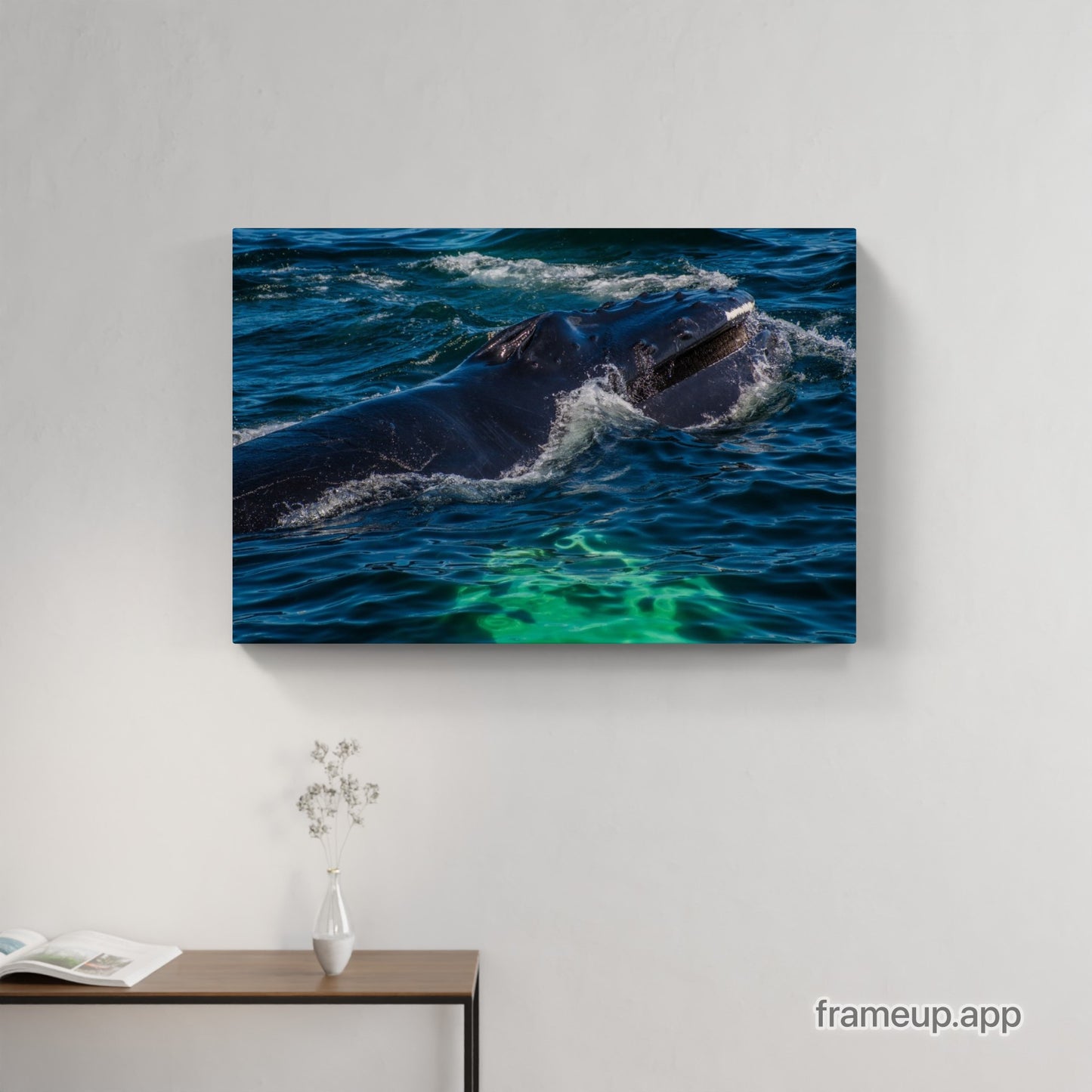 Humpback Calf Feeding 1