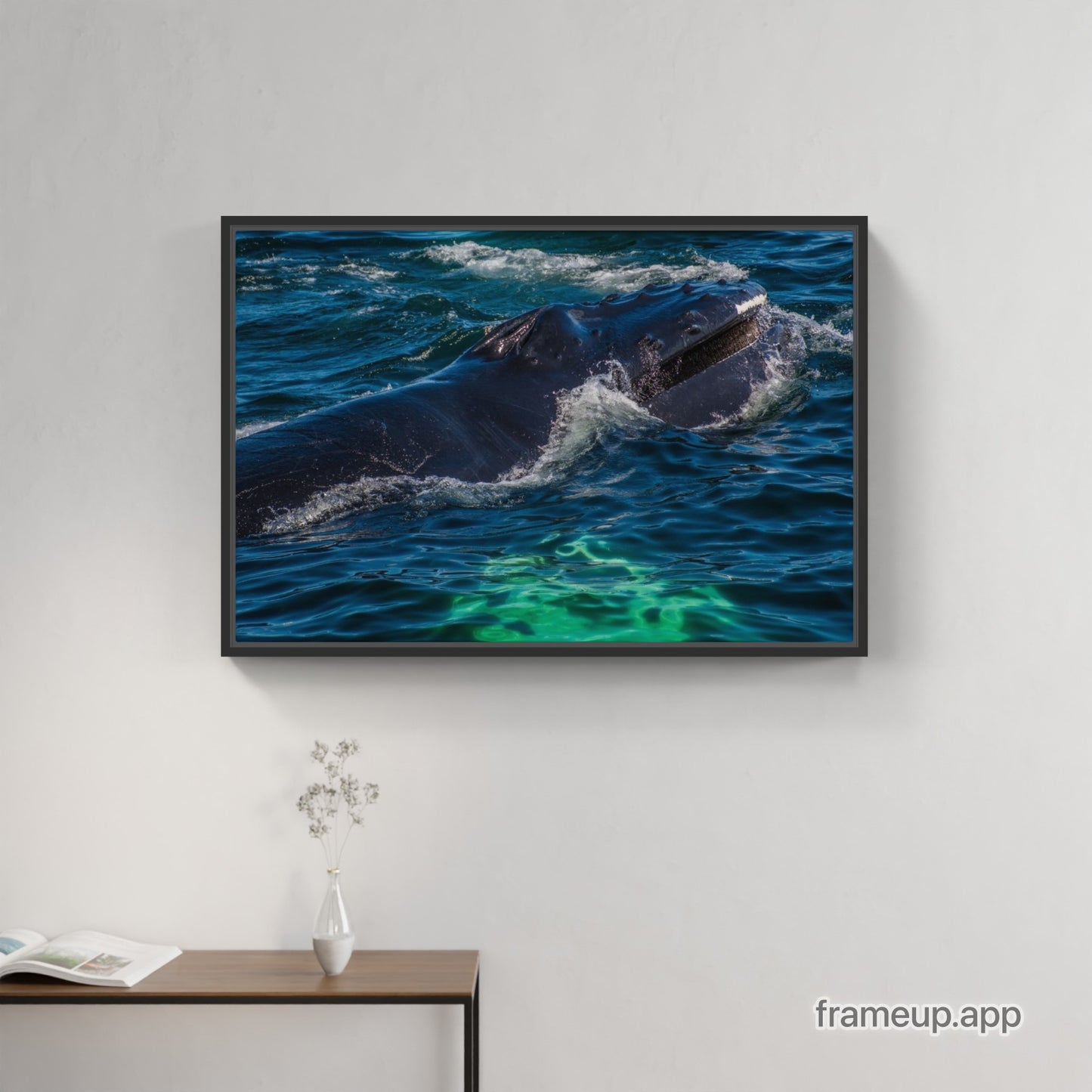 Humpback Calf Feeding 1