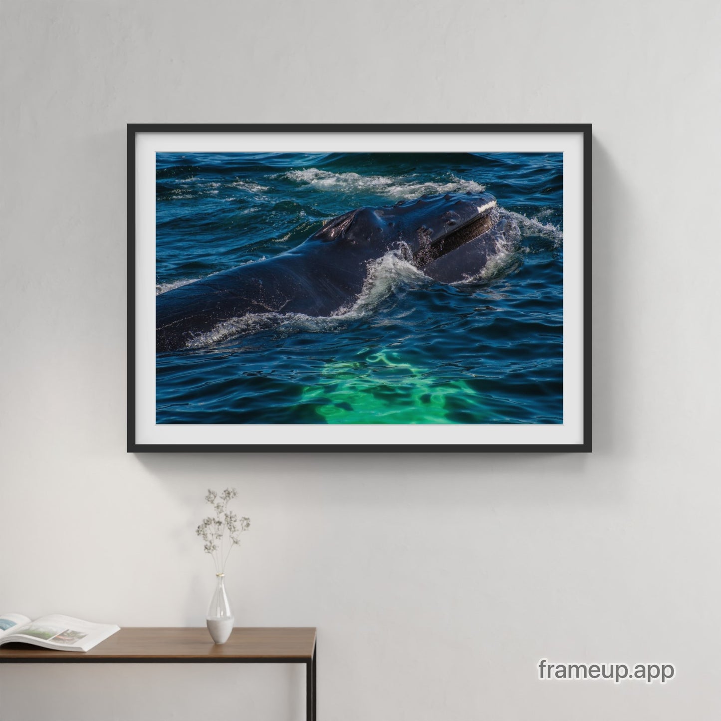 Humpback Calf Feeding 1