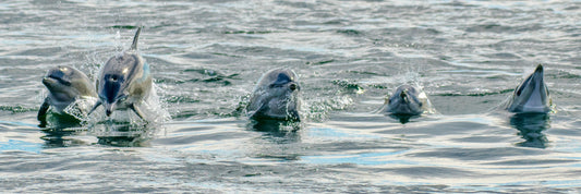 Common Dolphins Pano 1