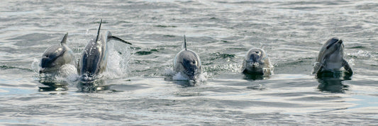 Common Dolphins Pano 2