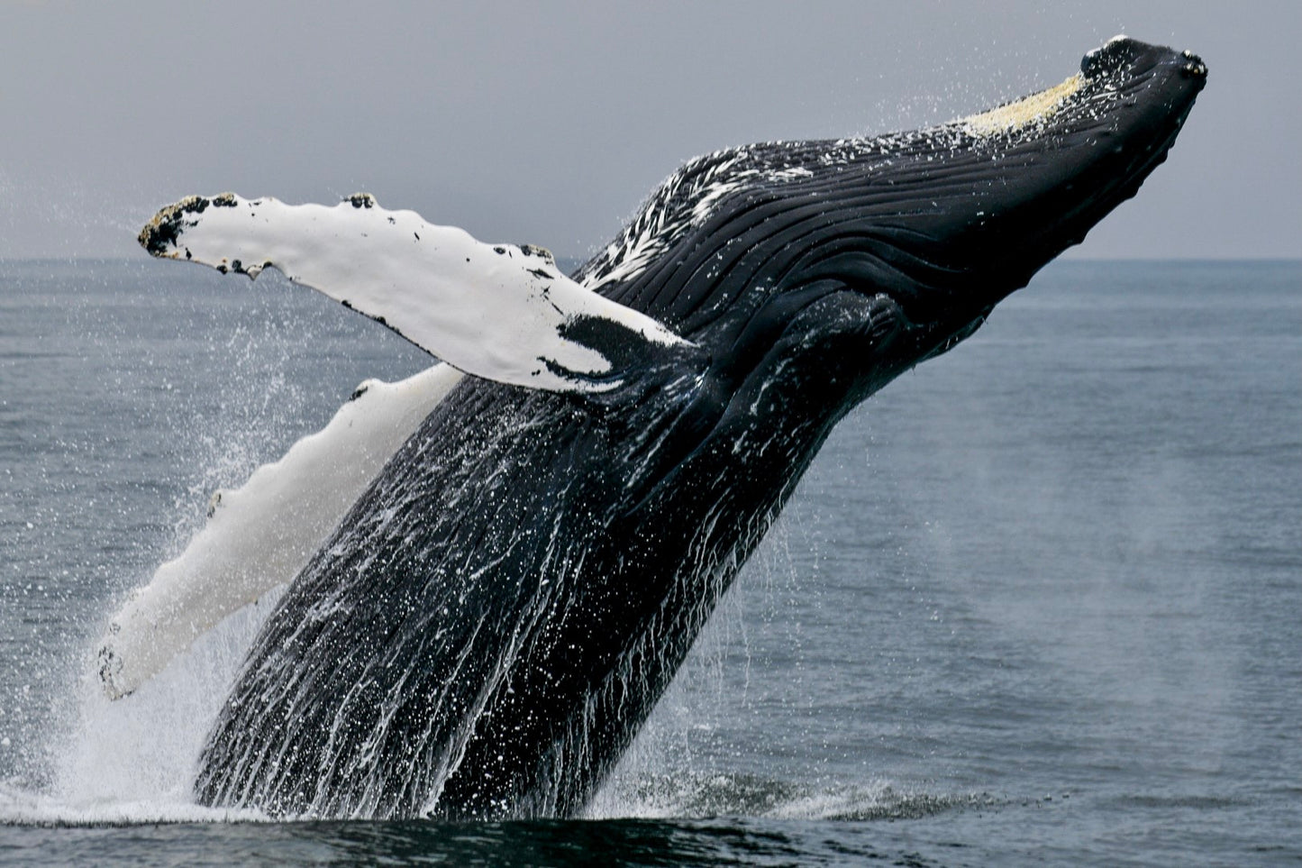 Humpback Whale Breach 1