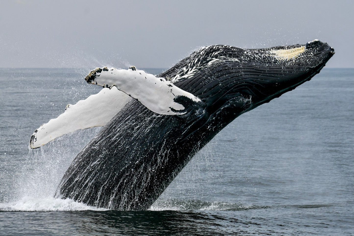 Humpback Whale Breach 2