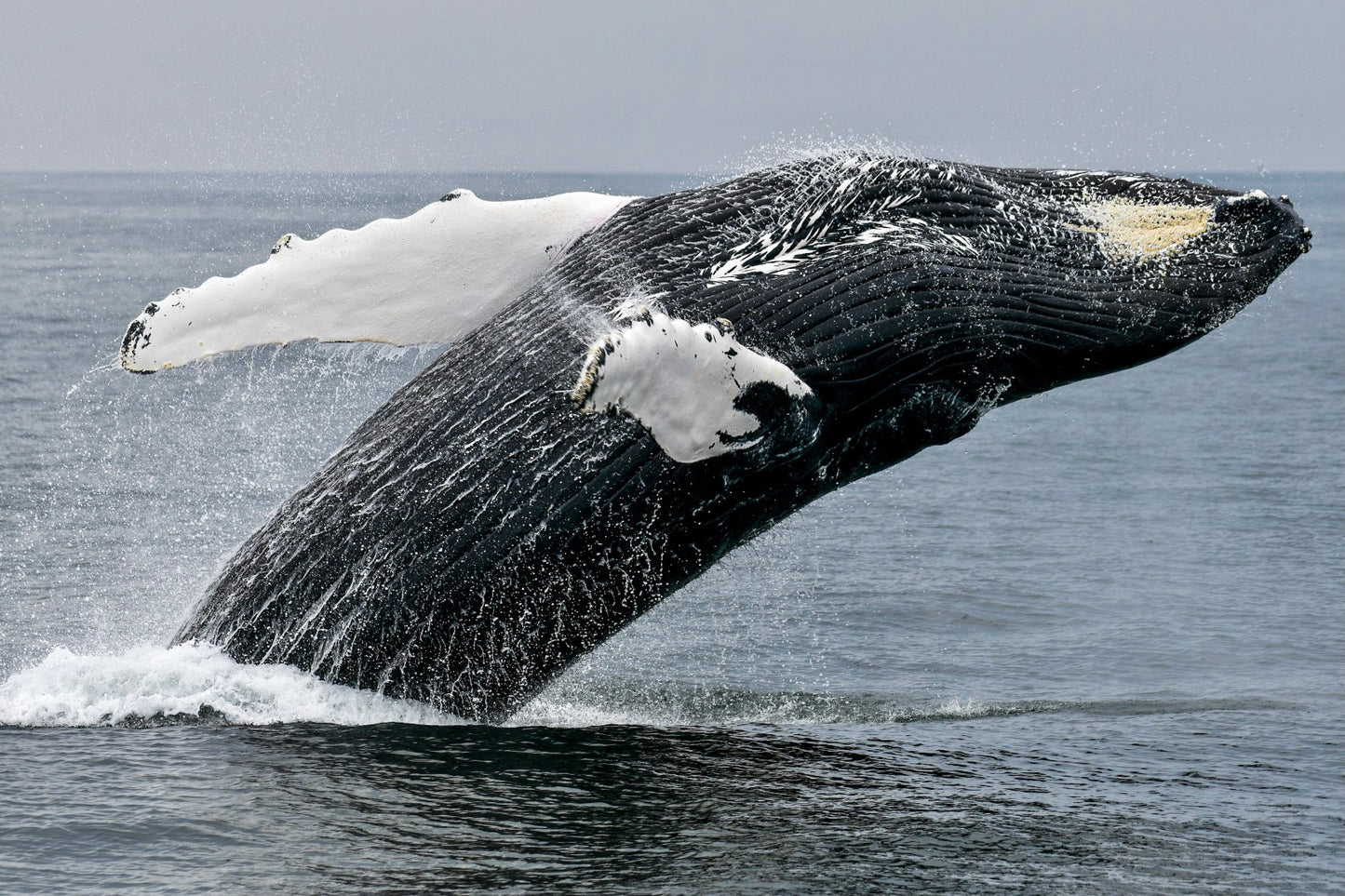 Humpback Whale Breach 3