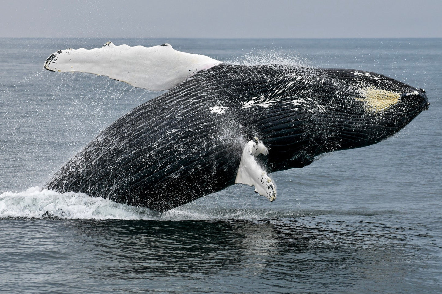 Humpback Whale Breach 4