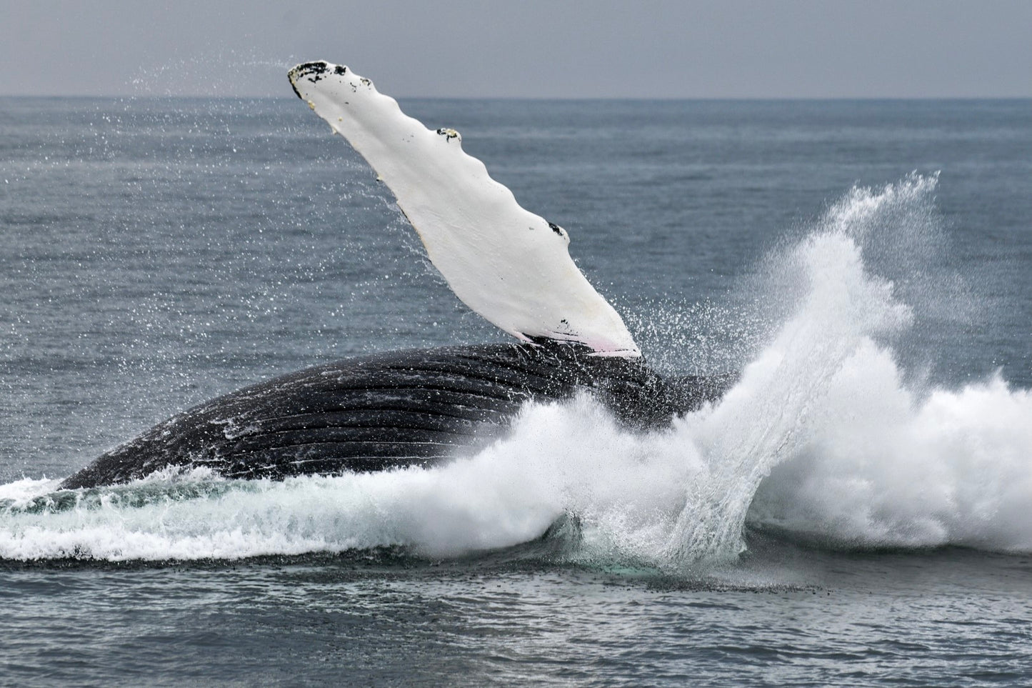 Humpback Whale Breach 6