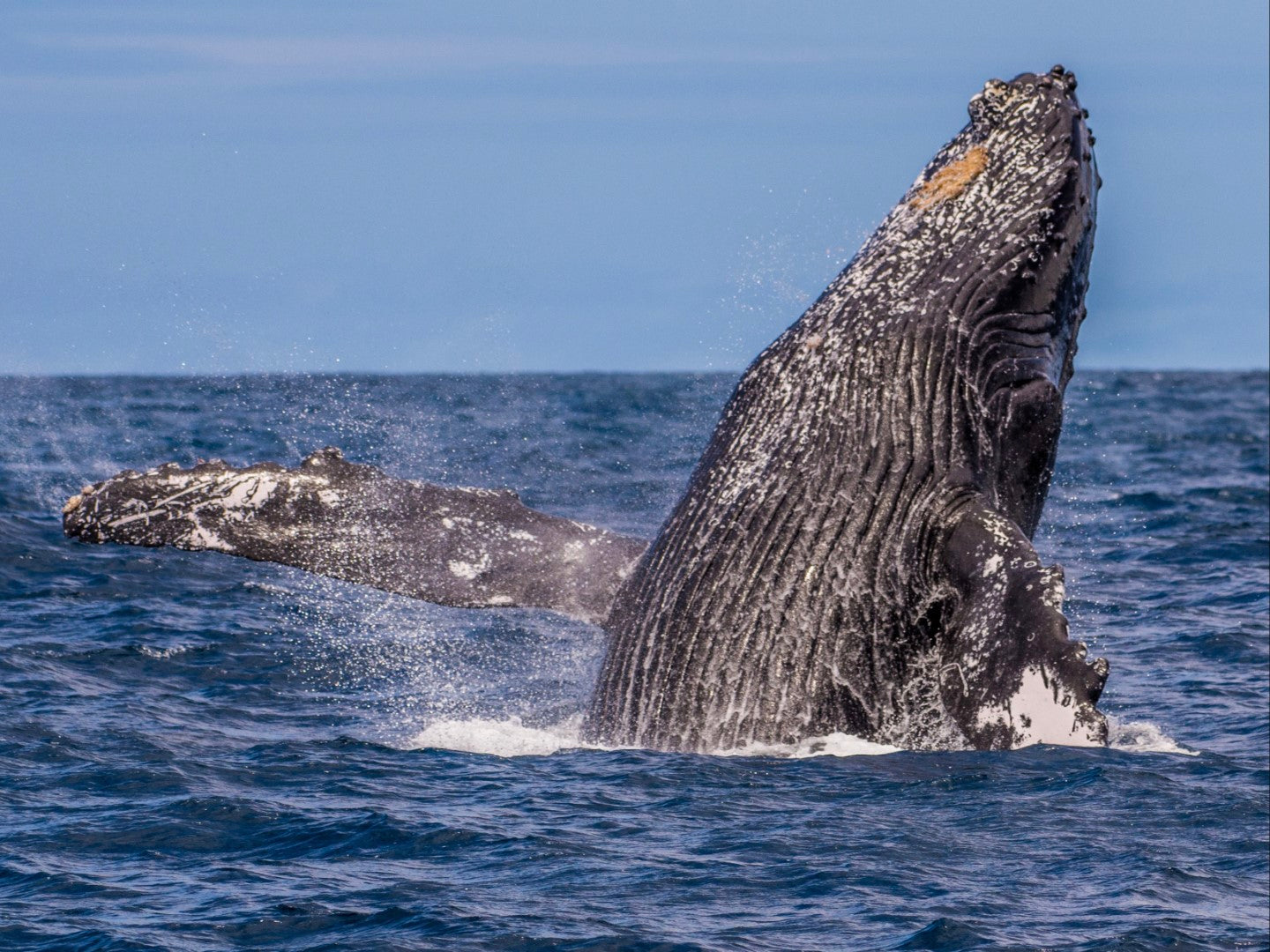 Humpback Whale Breach 7