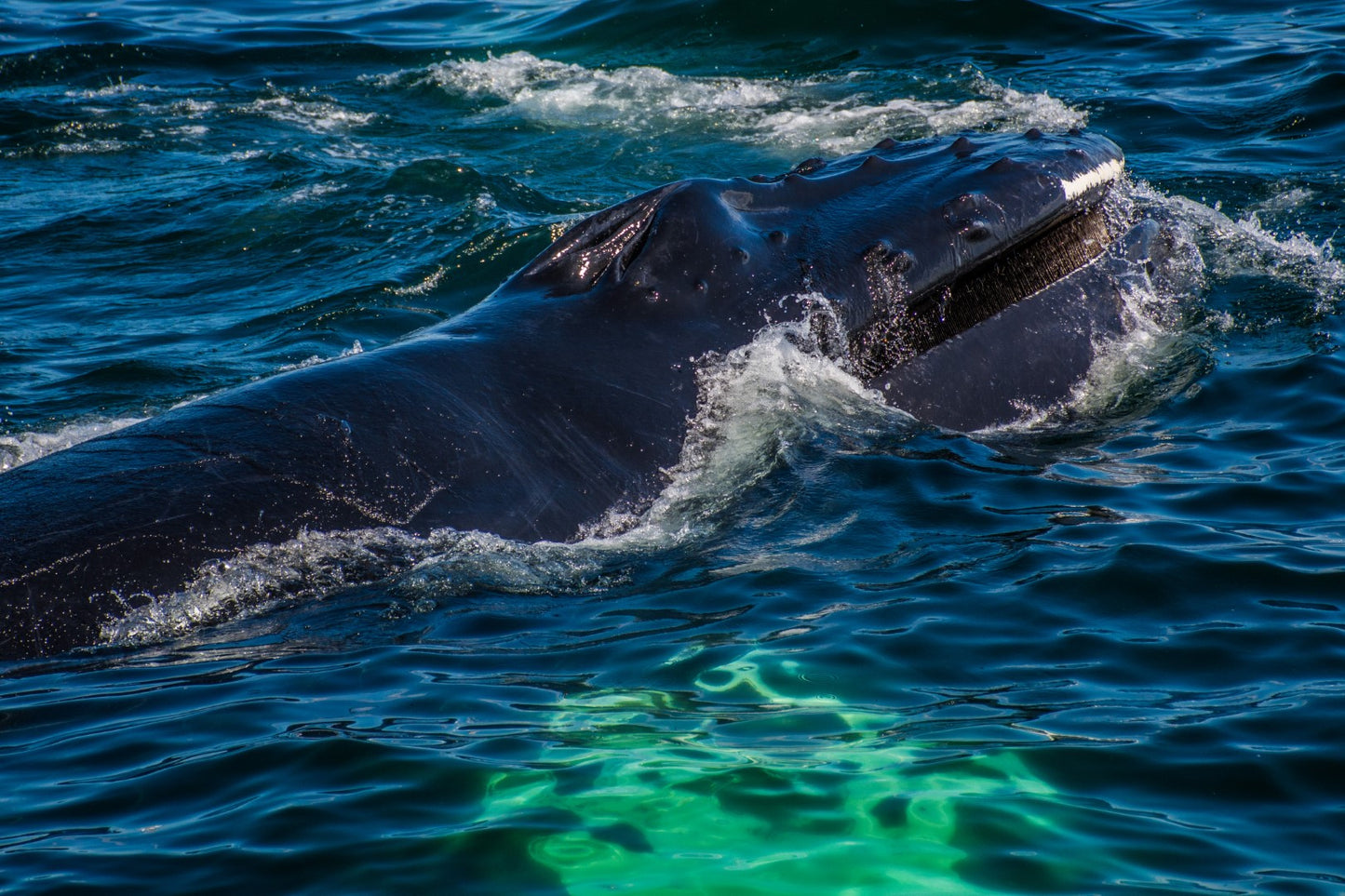 Humpback Calf Feeding 1