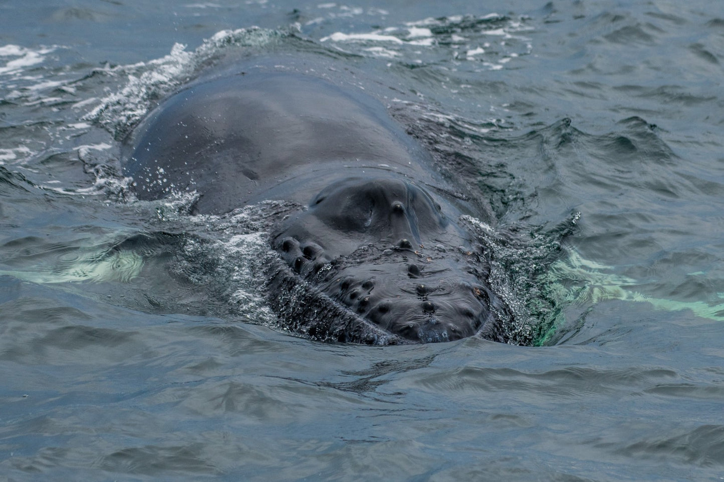 Humpback Calf Smile 1