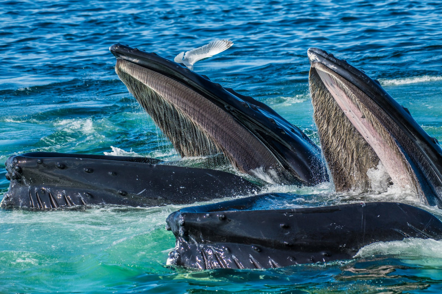 Humpback Feeding 1