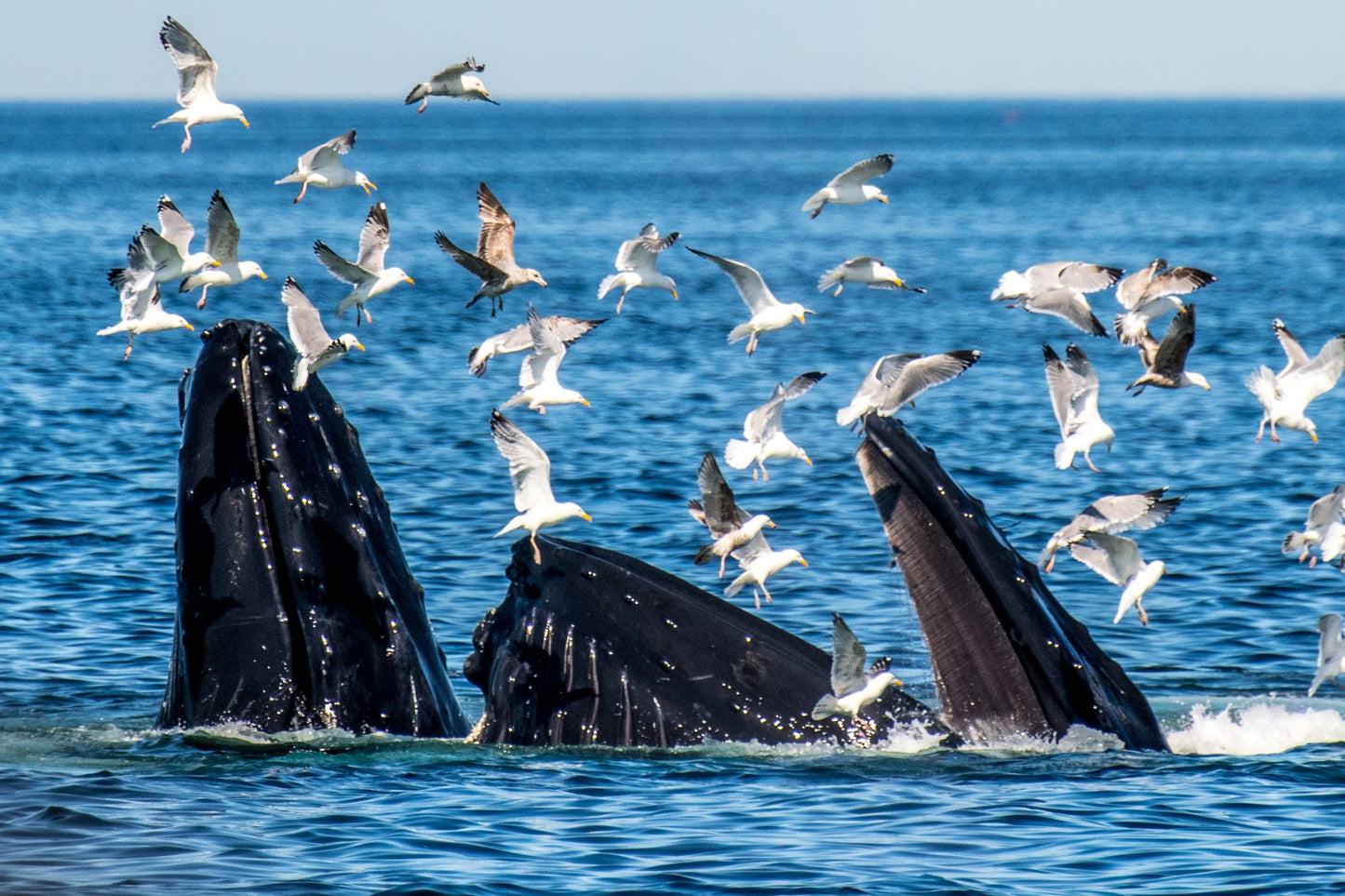 Humpback Feeding 2