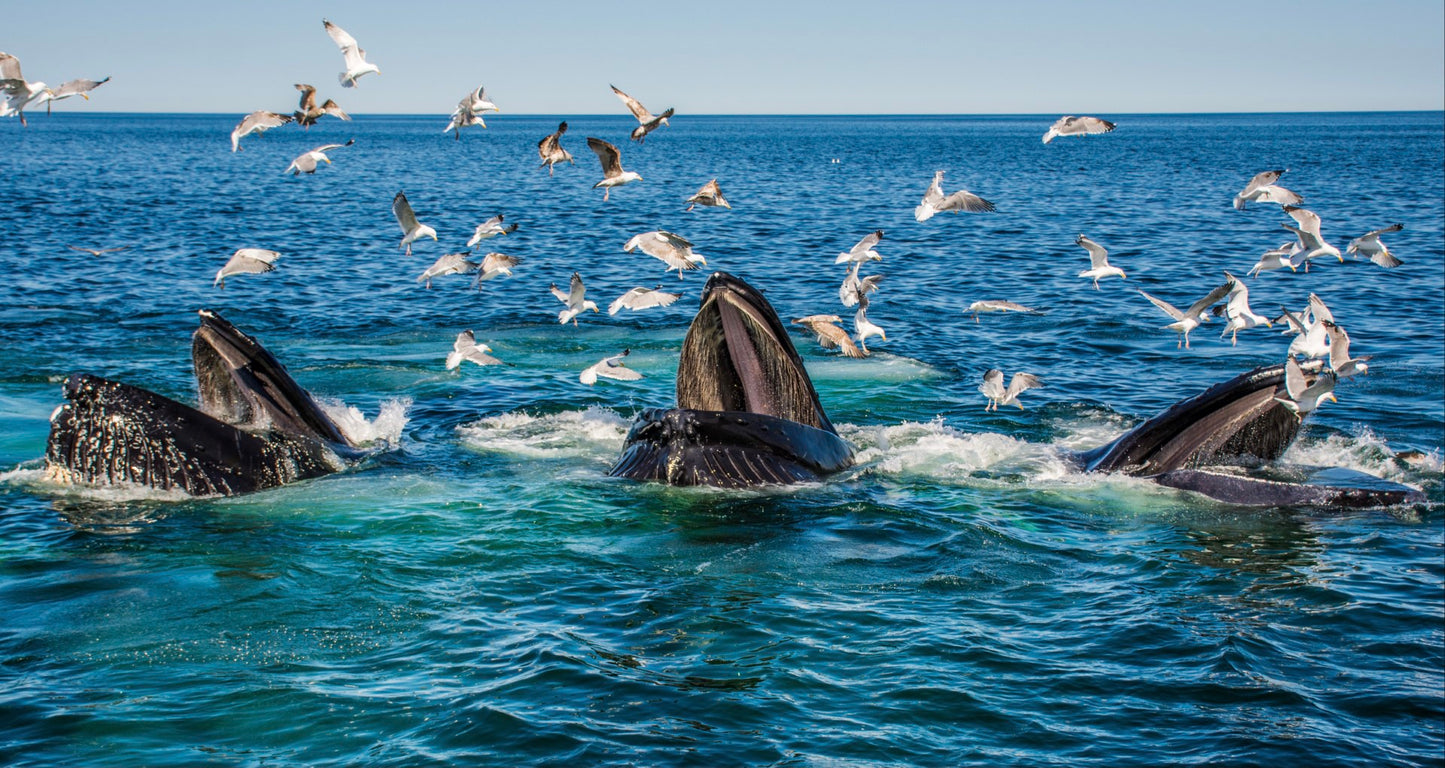 Humpback Feeding 3