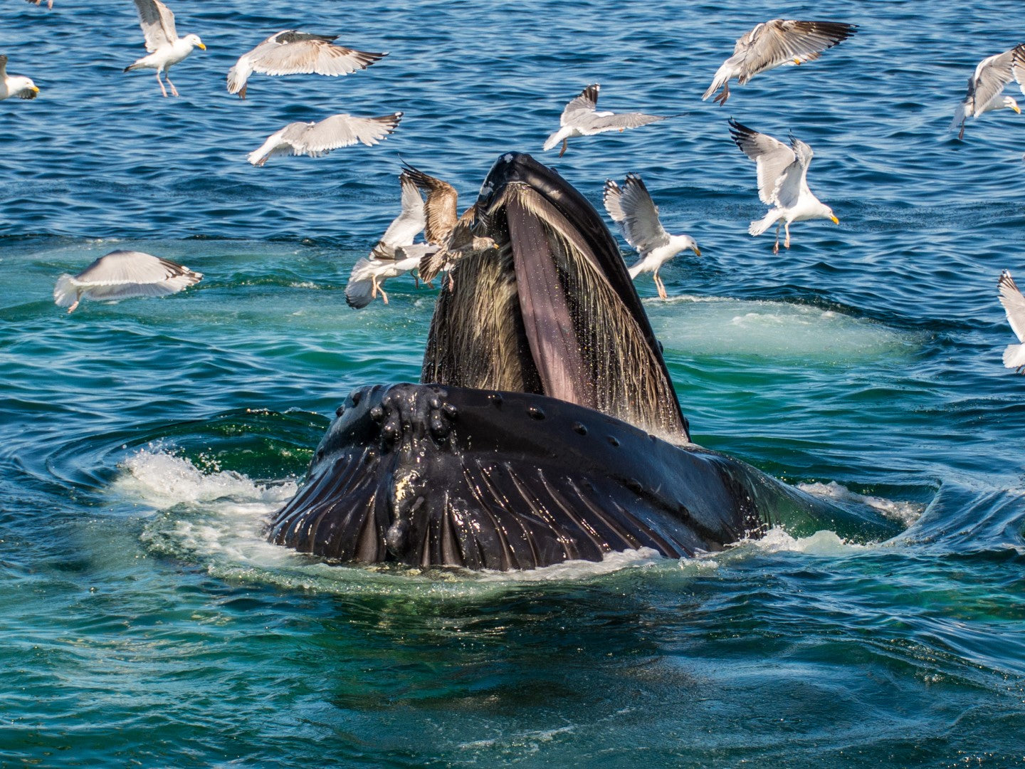 Humpback Feeding 5