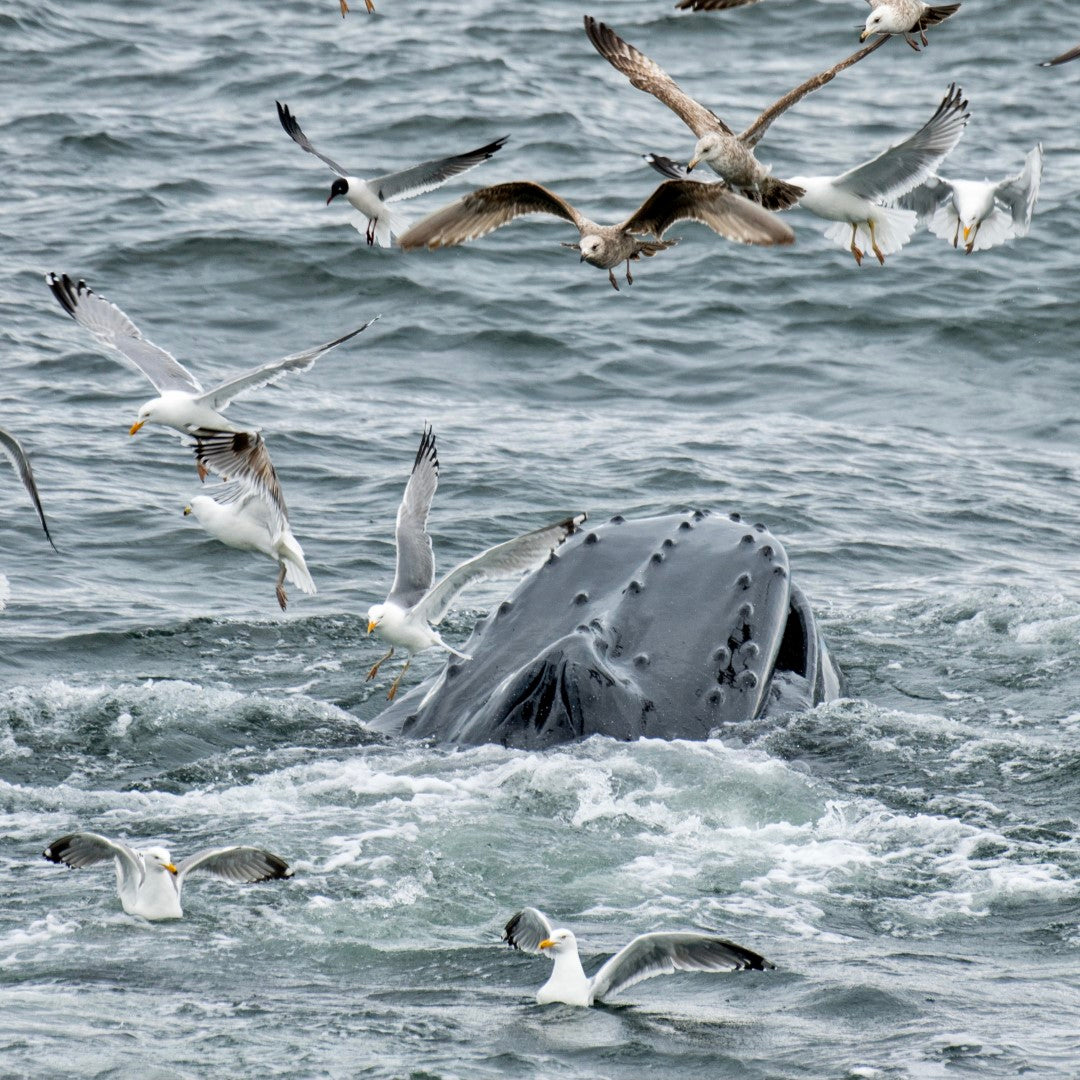 Humpback Feeding 6