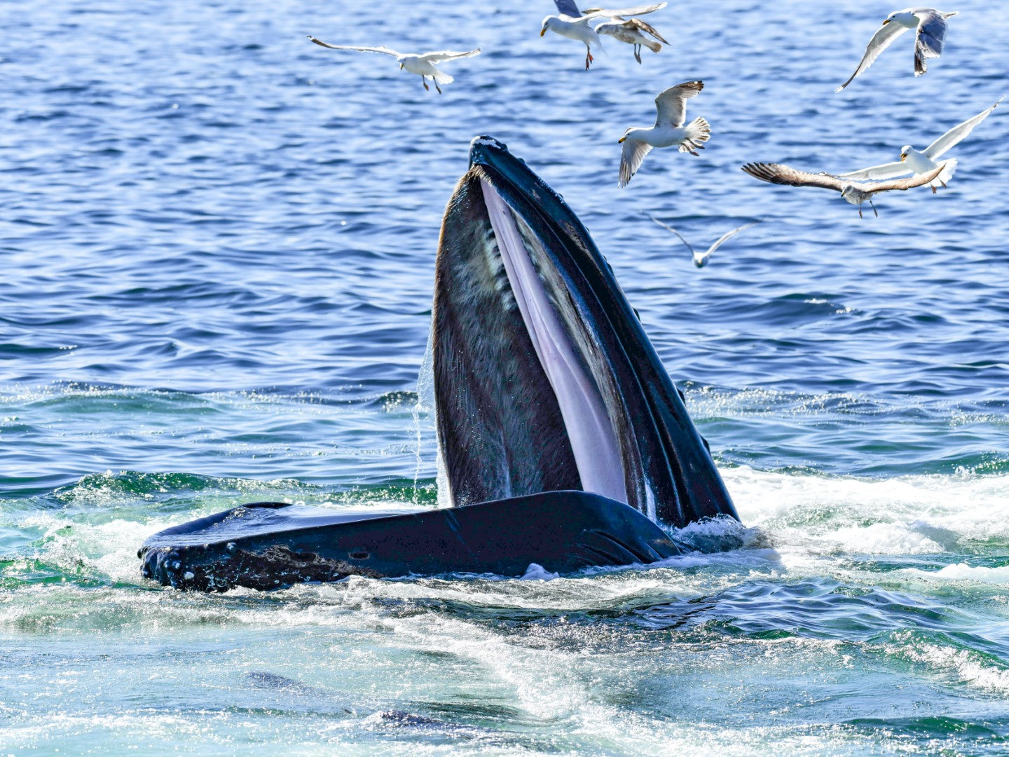 Humpback Feeding 7