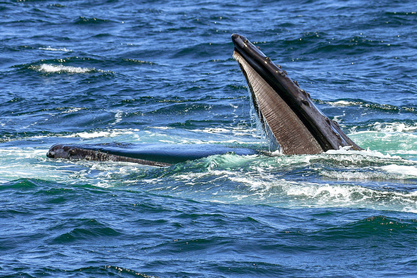 Humpback Feeding 8